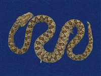 藏品(龜殼花)的圖片